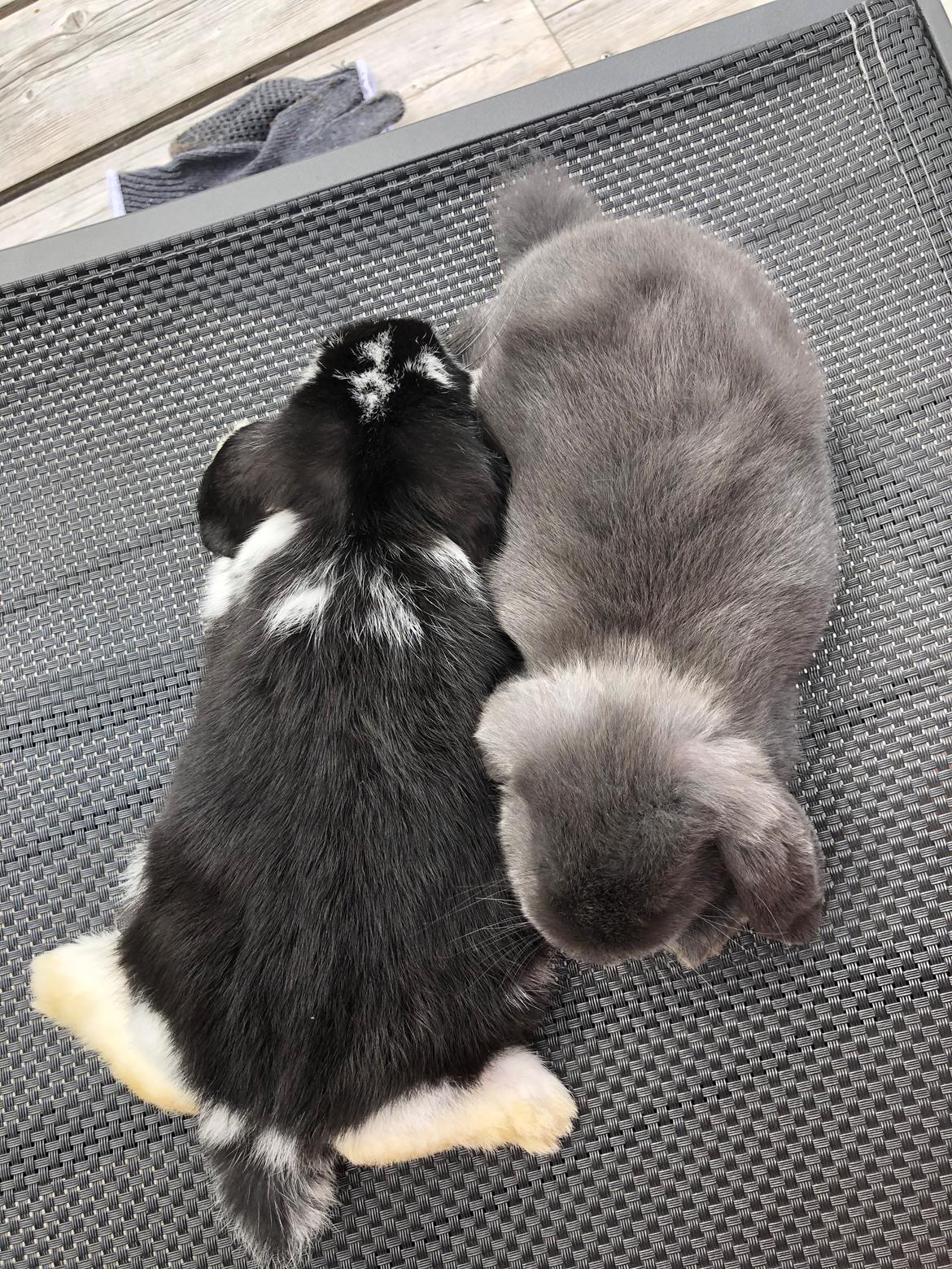 Kanin Cava billede 2