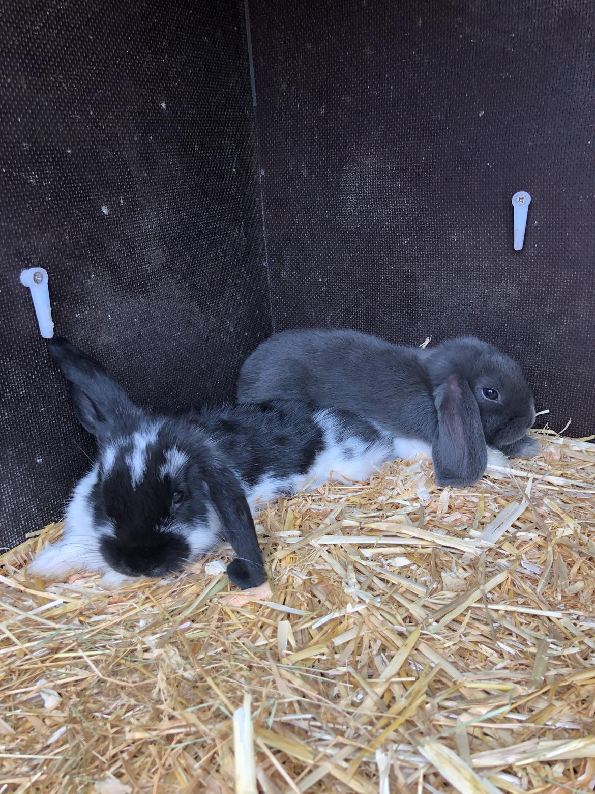 Kanin Perle billede 2