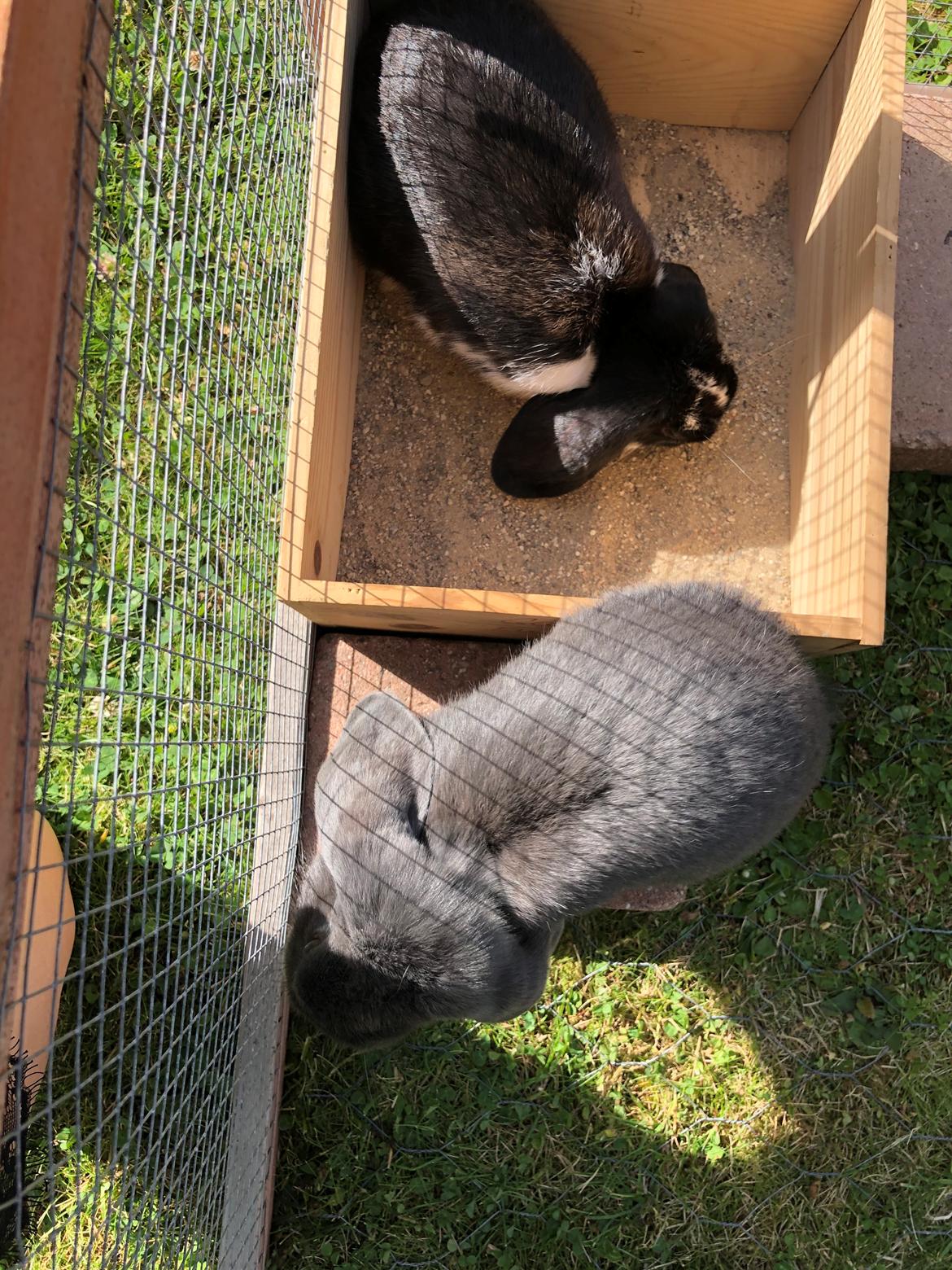 Kanin Perle billede 6