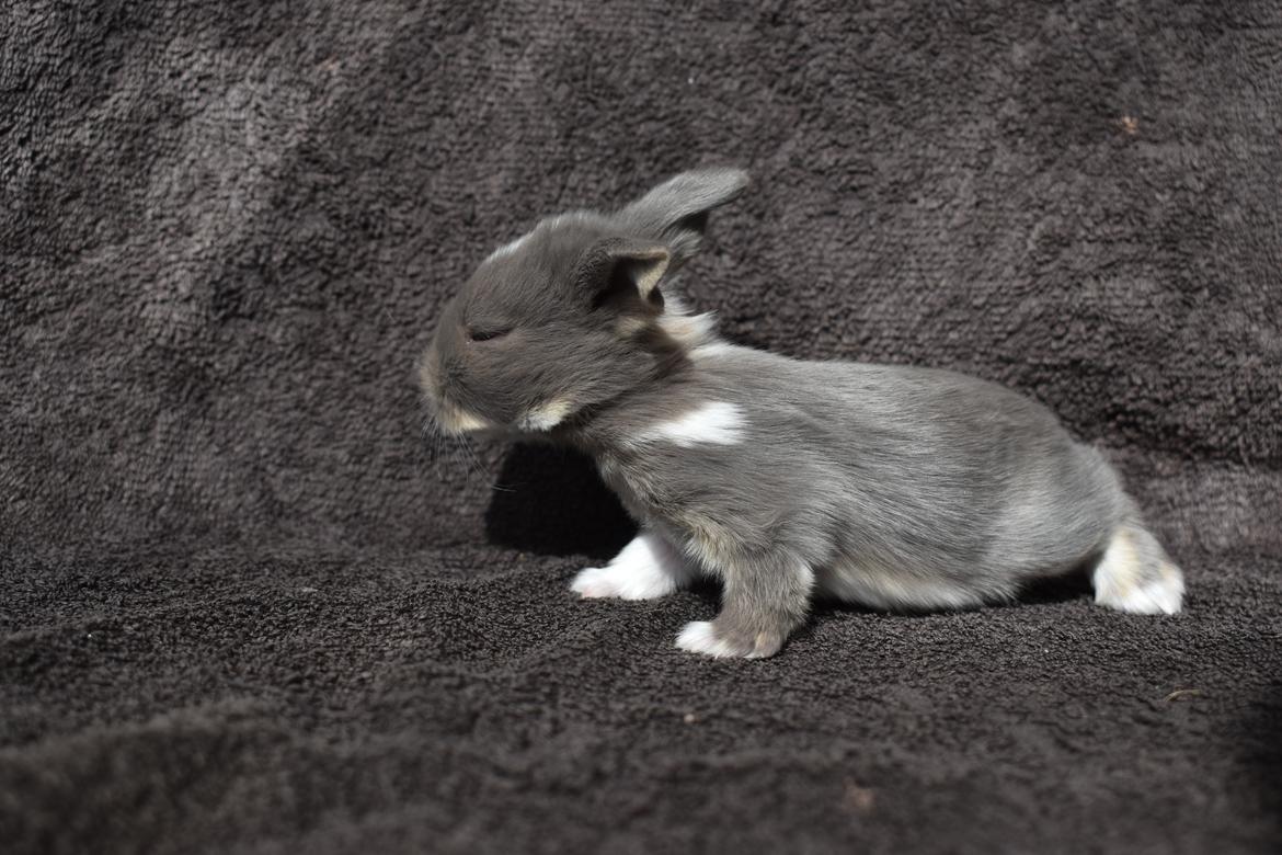 Kanin Tojo billede 13