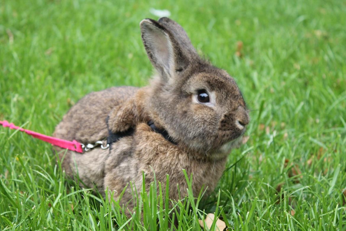 Kanin | Potedask's Alvin - 1 års fødselsdag <3 billede 32