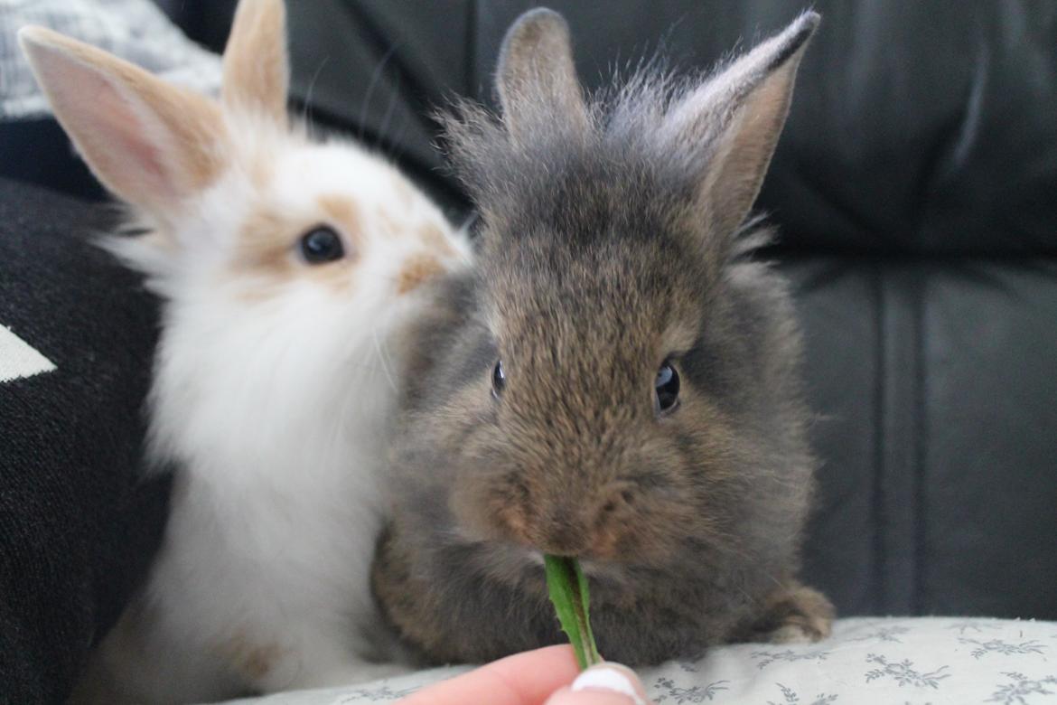 Kanin | Potedask's Alvin billede 42