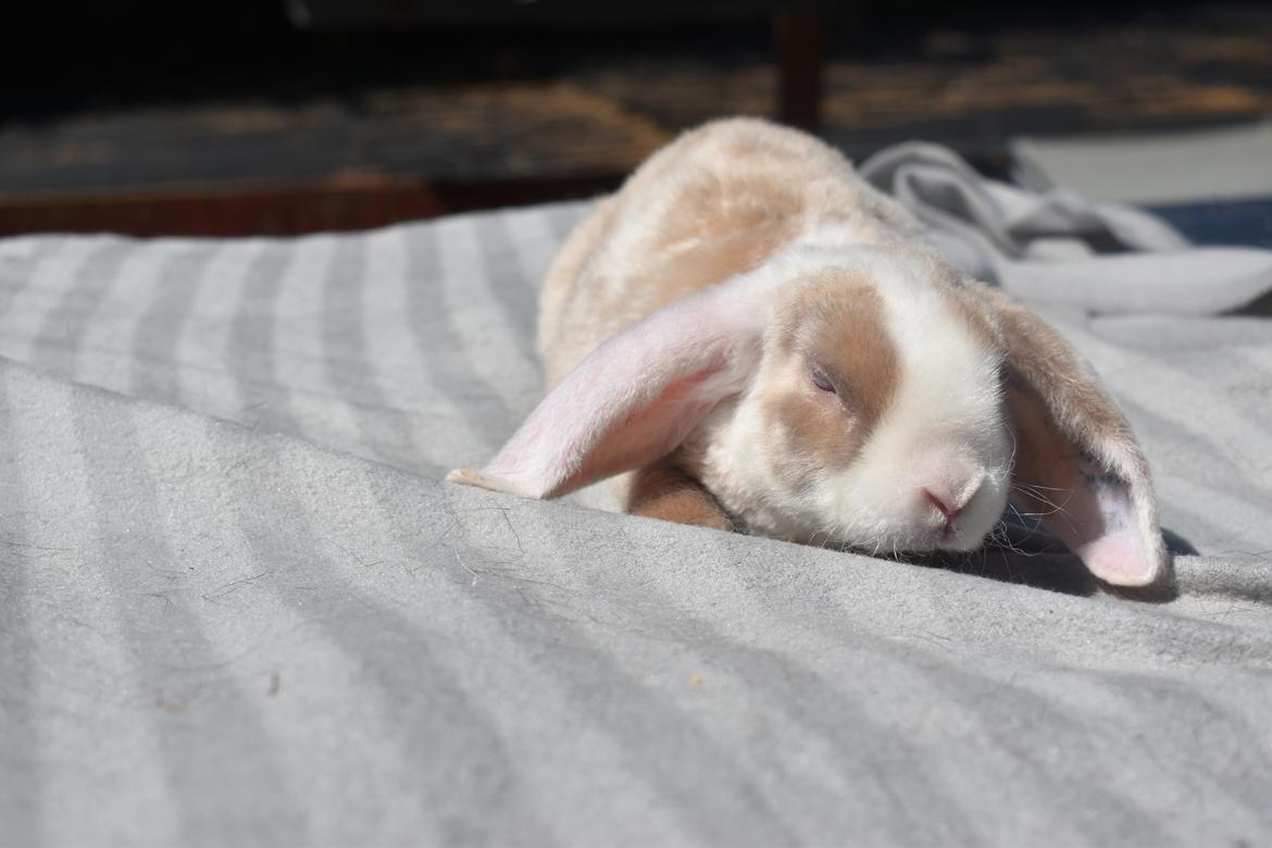Kanin YumYum billede 8