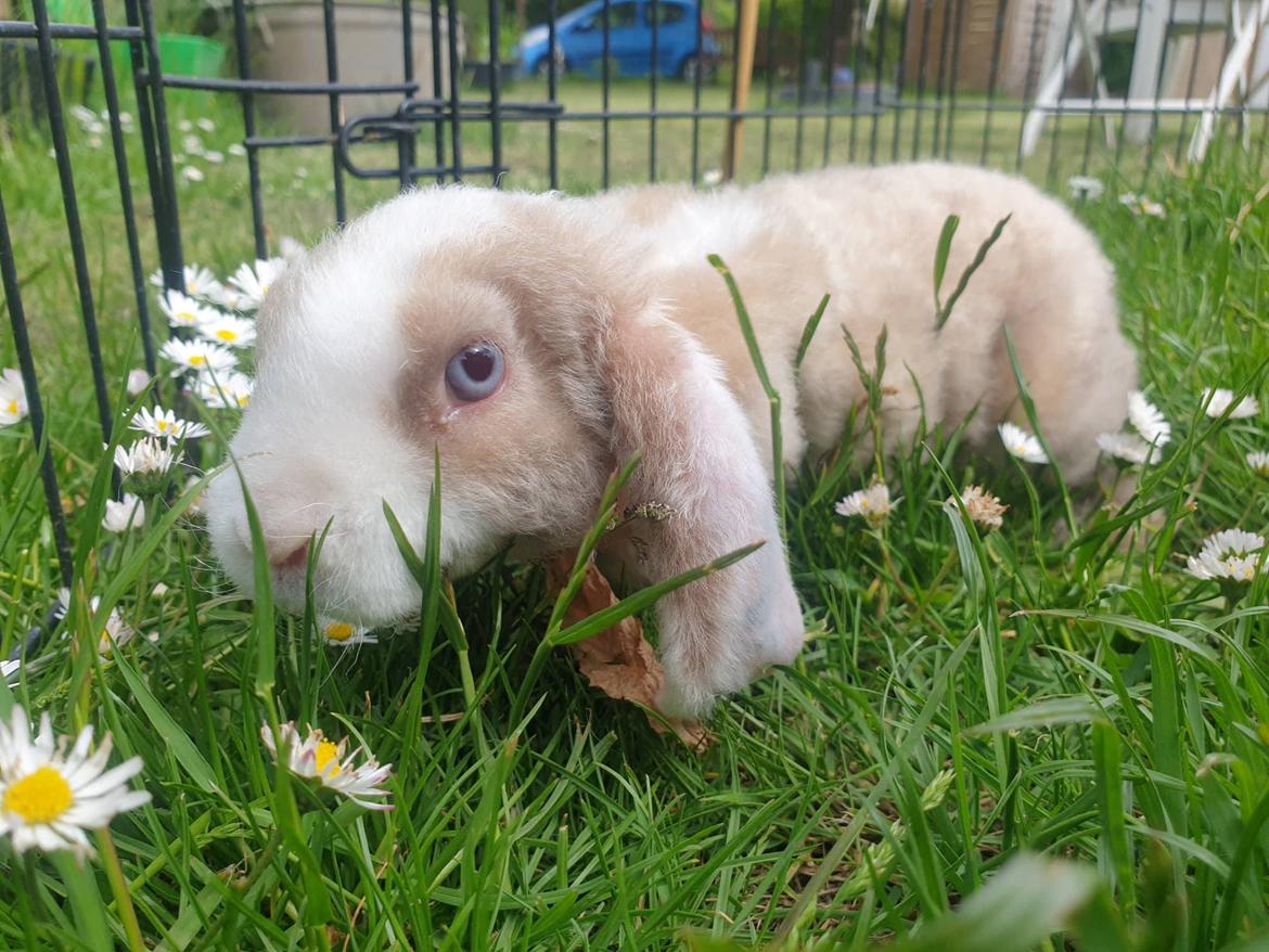 Kanin YumYum billede 10