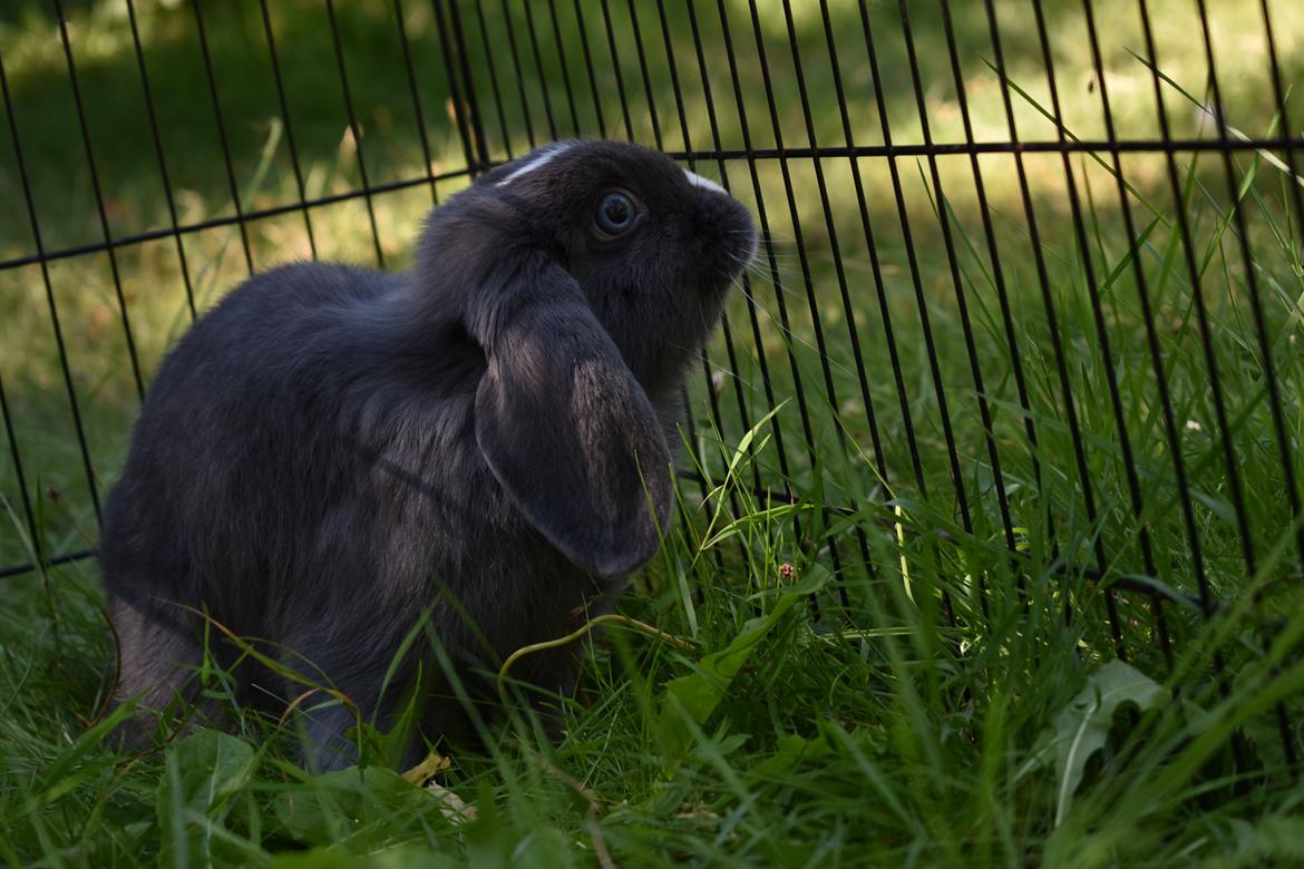 Kanin Torok  billede 2