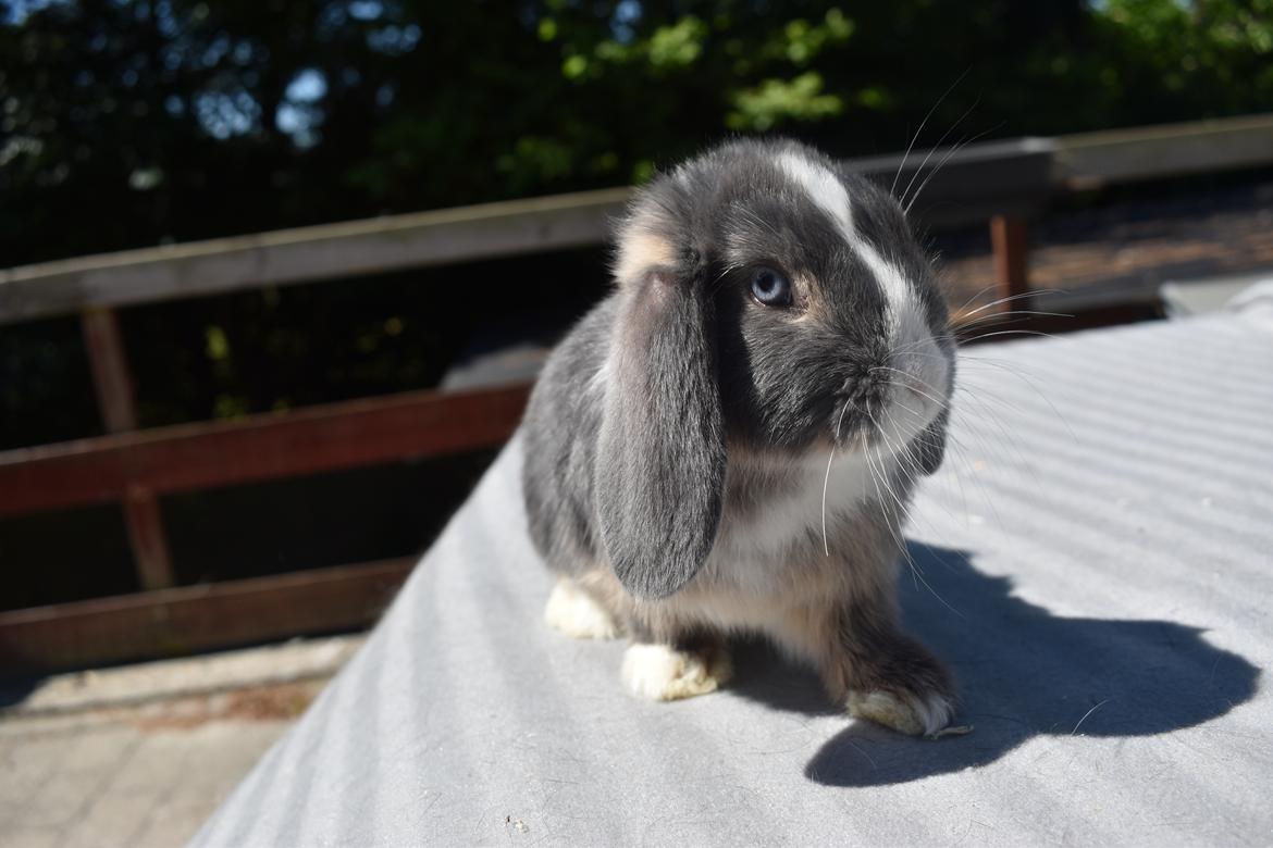 Kanin Bluewing billede 4