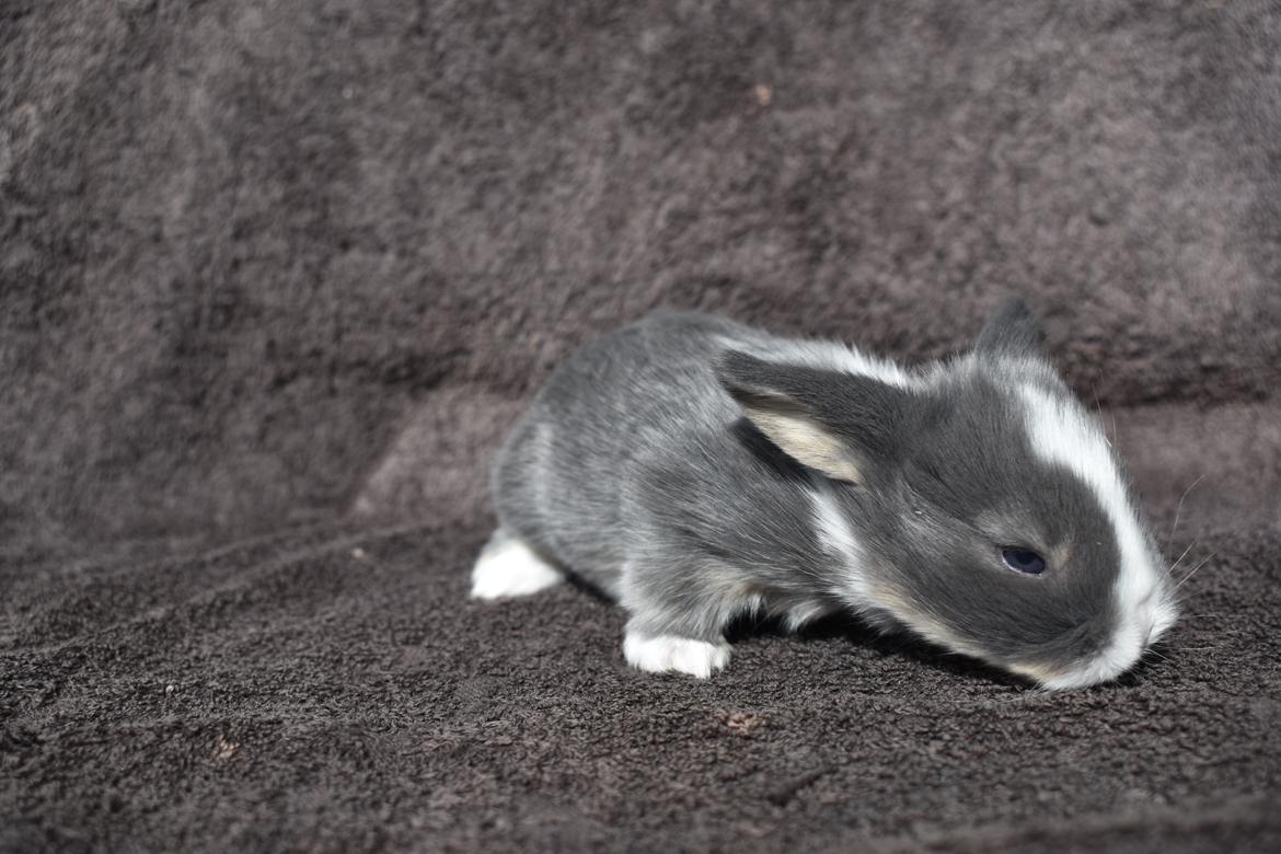 Kanin Bluewing billede 5