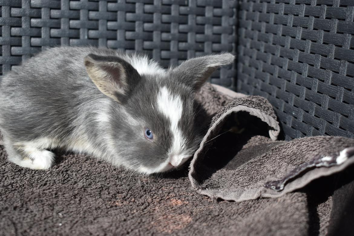 Kanin Bluewing billede 6