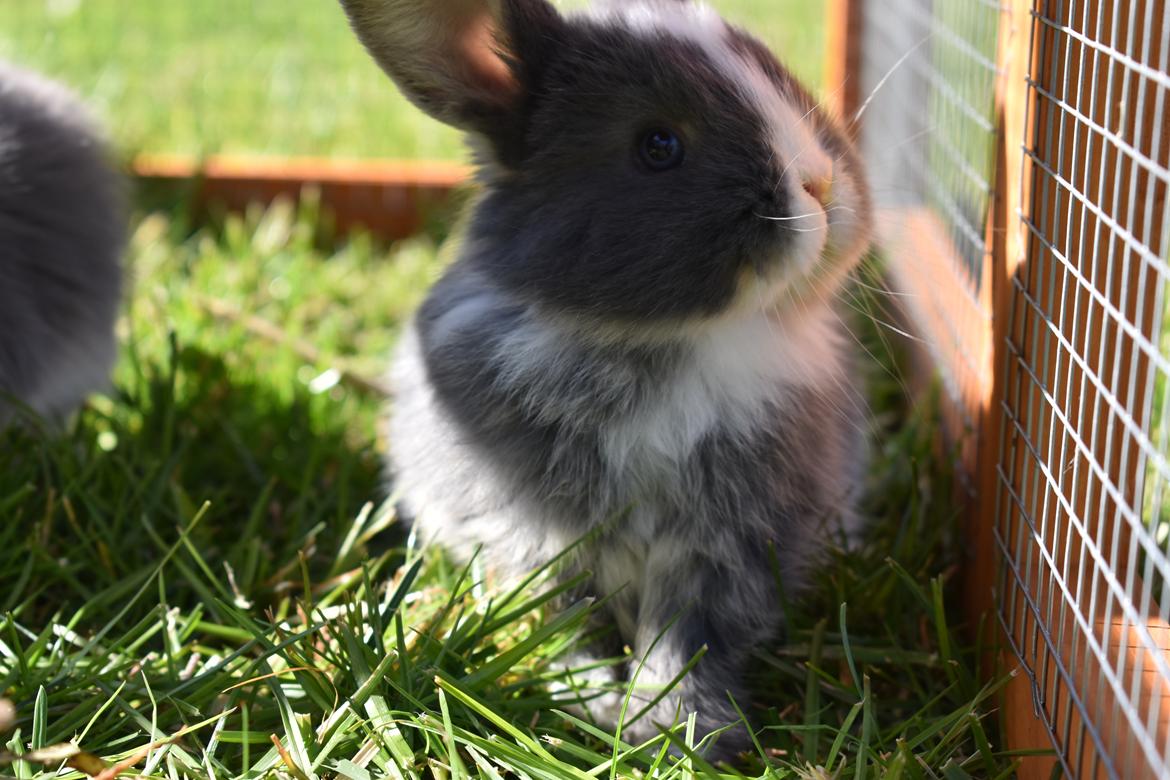 Kanin Bluewing billede 7