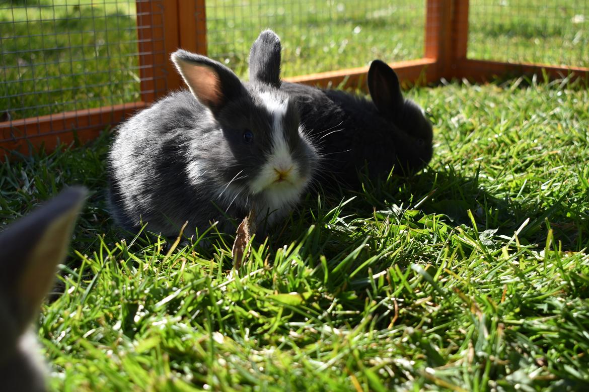 Kanin Bluewing billede 8