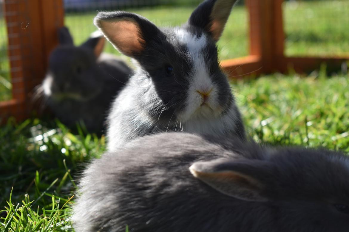 Kanin Bluewing billede 9