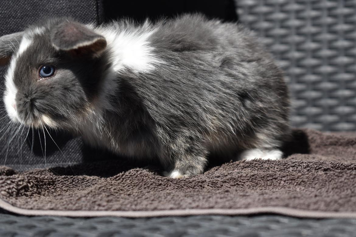 Kanin Bluewing billede 10