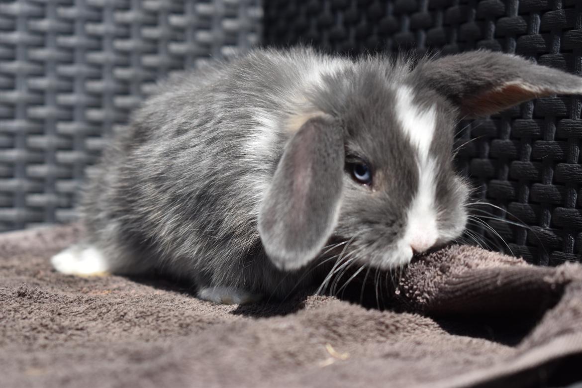 Kanin Bluewing billede 11