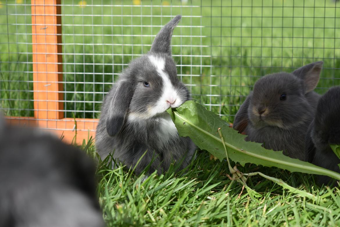 Kanin Bluewing billede 12