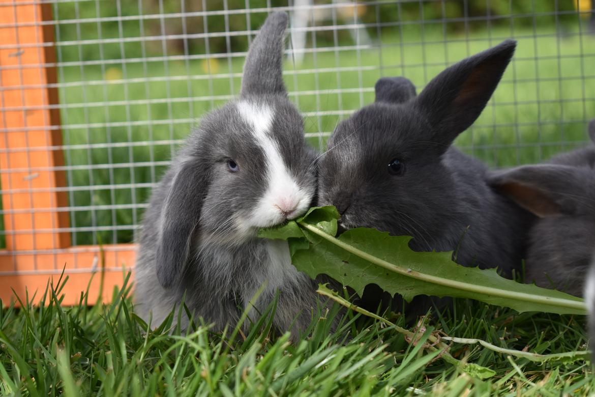 Kanin Bluewing billede 13