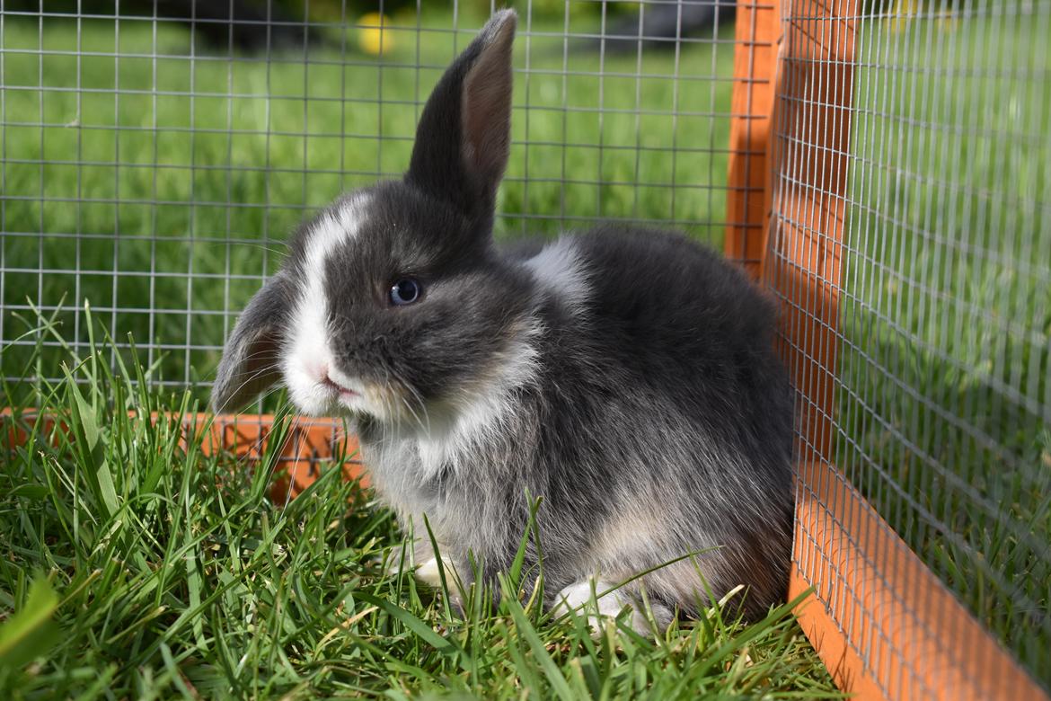 Kanin Bluewing billede 14