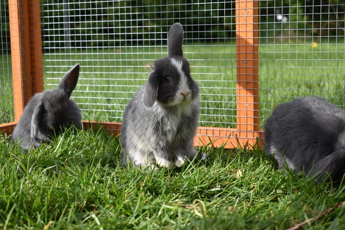 Kanin Bluewing billede 15