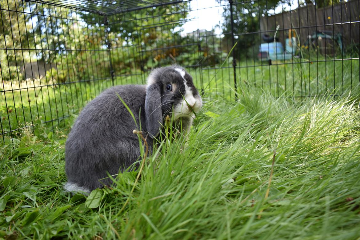 Kanin Bluewing billede 1