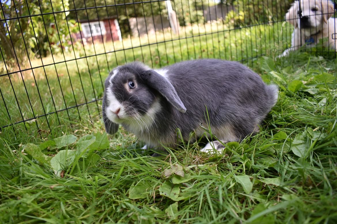 Kanin Bluewing billede 2