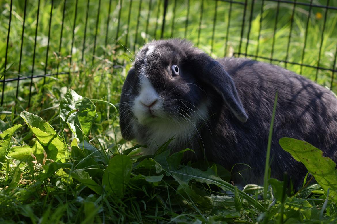 Kanin Bluewing billede 3