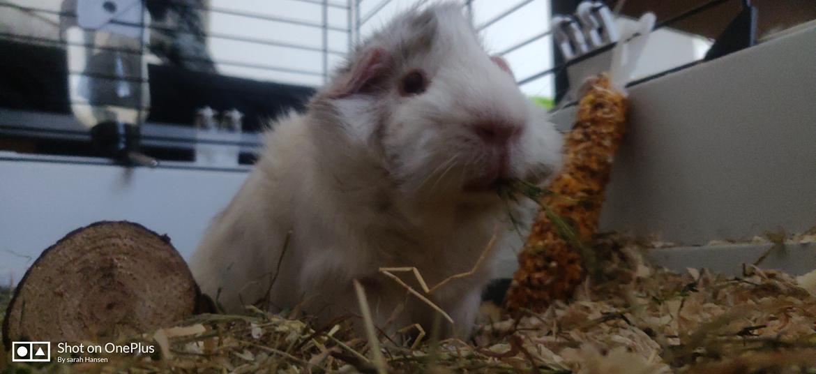 Marsvin Speedy billede 1