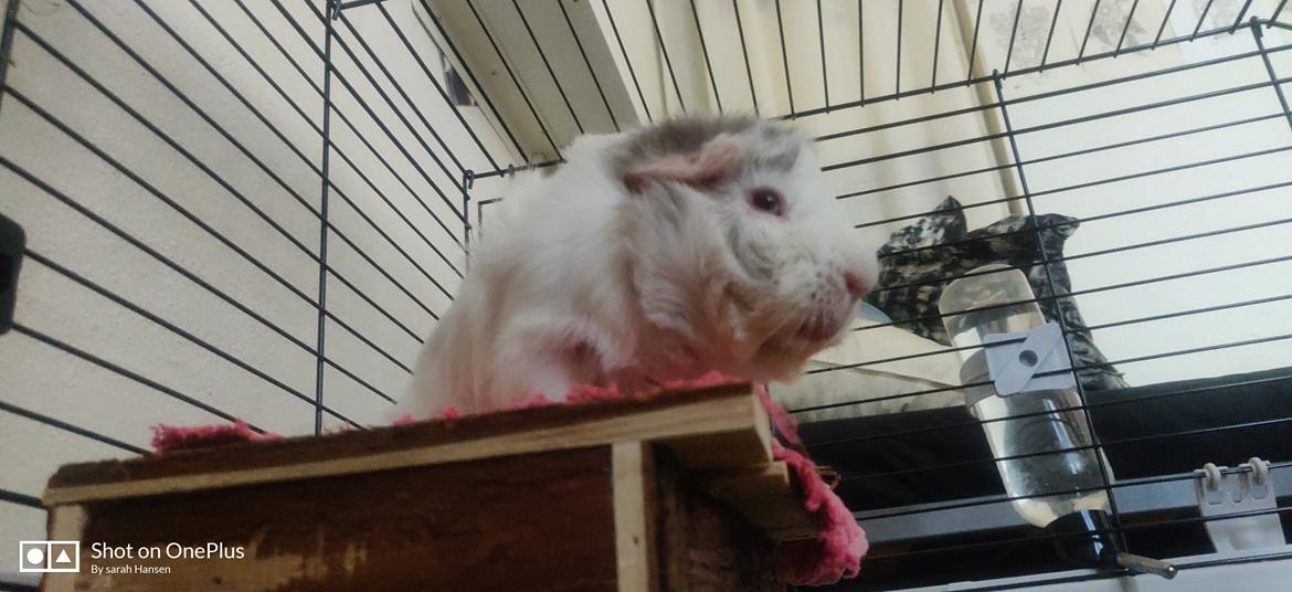 Marsvin Speedy billede 2