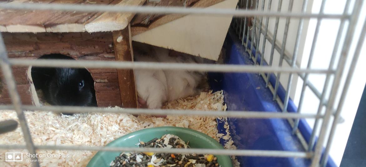 Marsvin Speedy billede 3