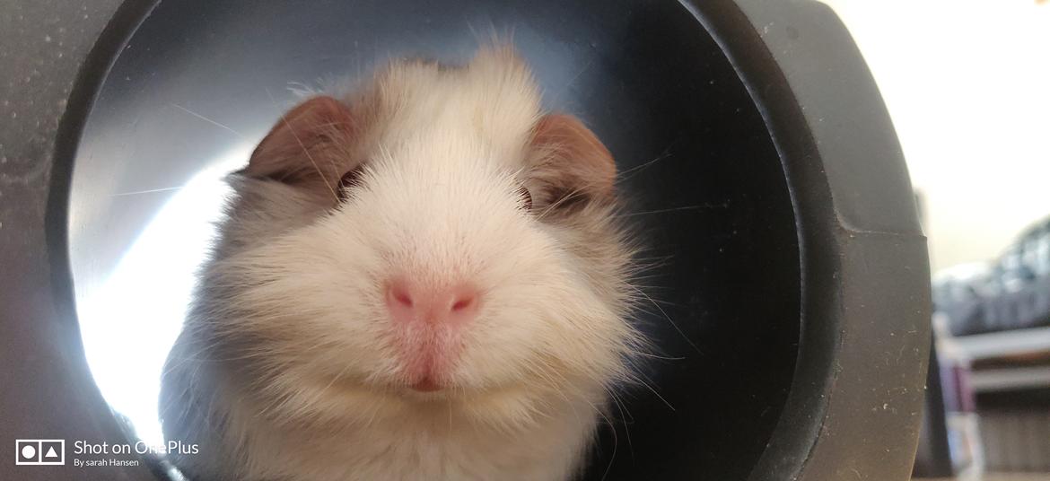 Marsvin Speedy billede 5