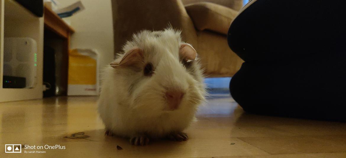 Marsvin Speedy billede 8