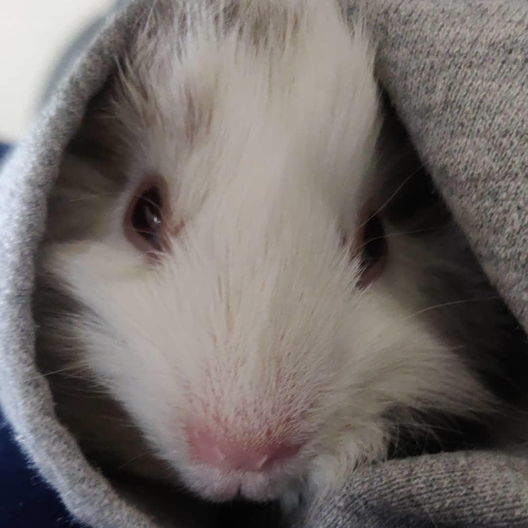 Marsvin Speedy billede 6