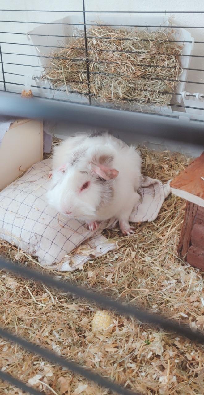 Marsvin Speedy billede 7