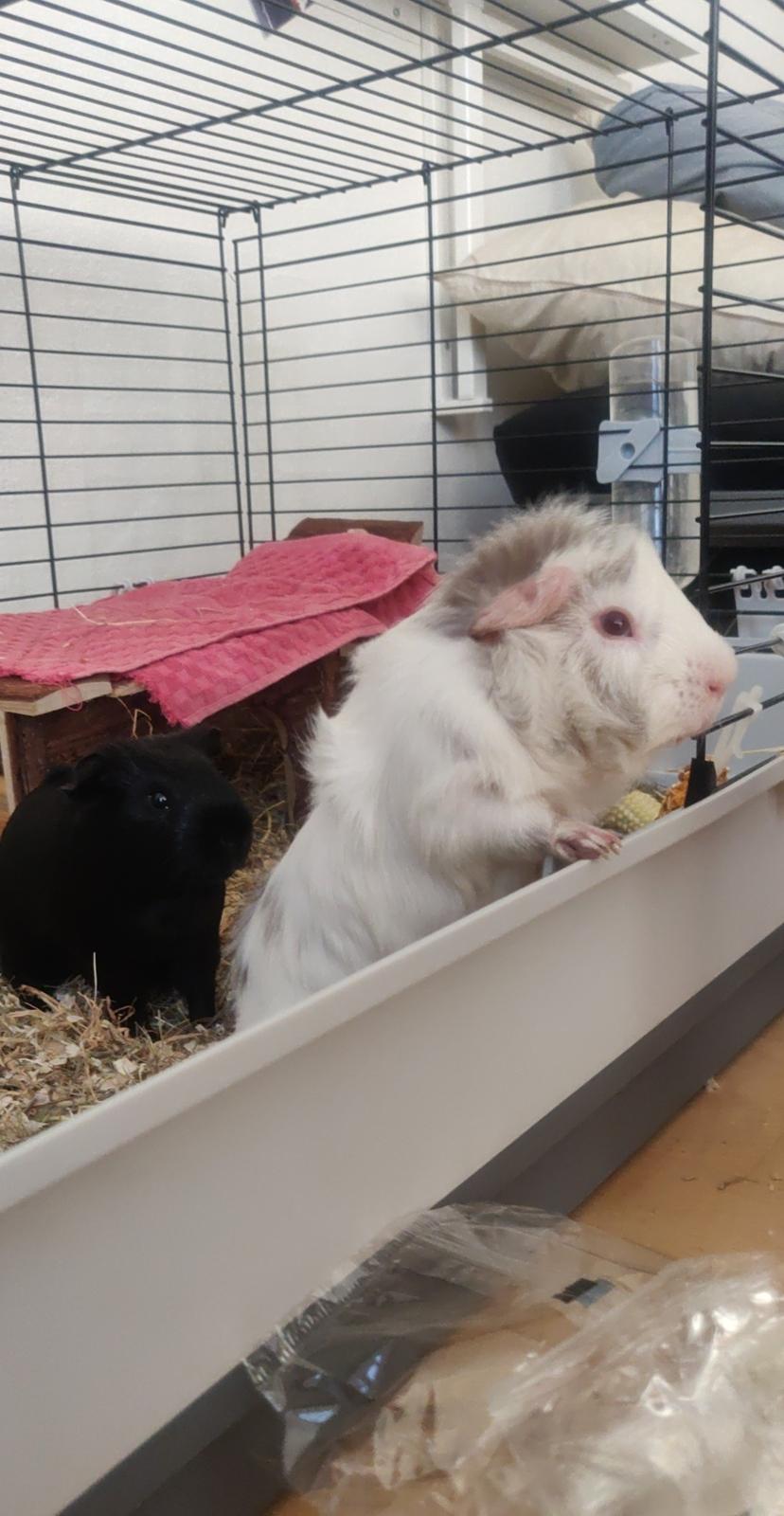 Marsvin Speedy billede 9