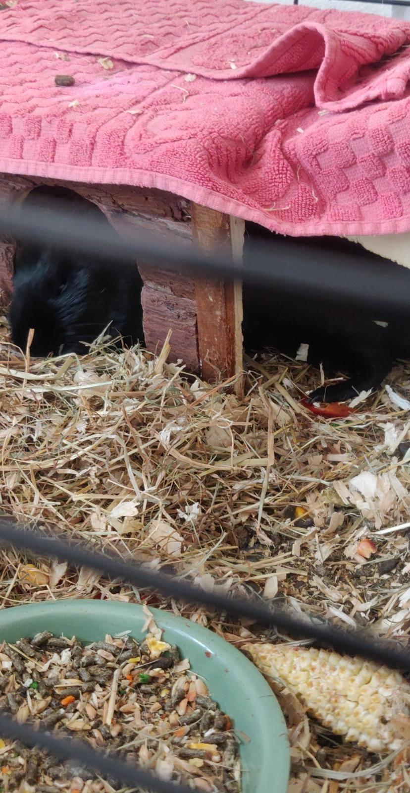 Marsvin Hannibal billede 1