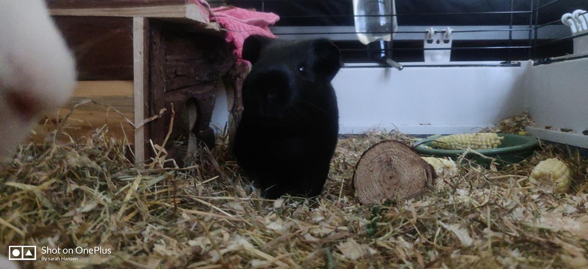 Marsvin Hannibal billede 2