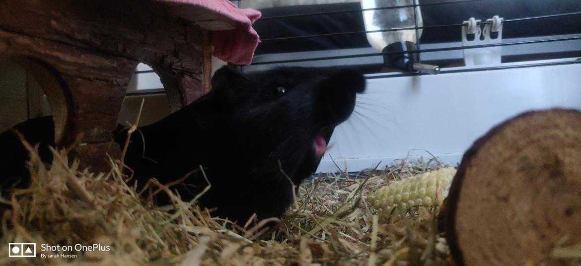 Marsvin Hannibal billede 3