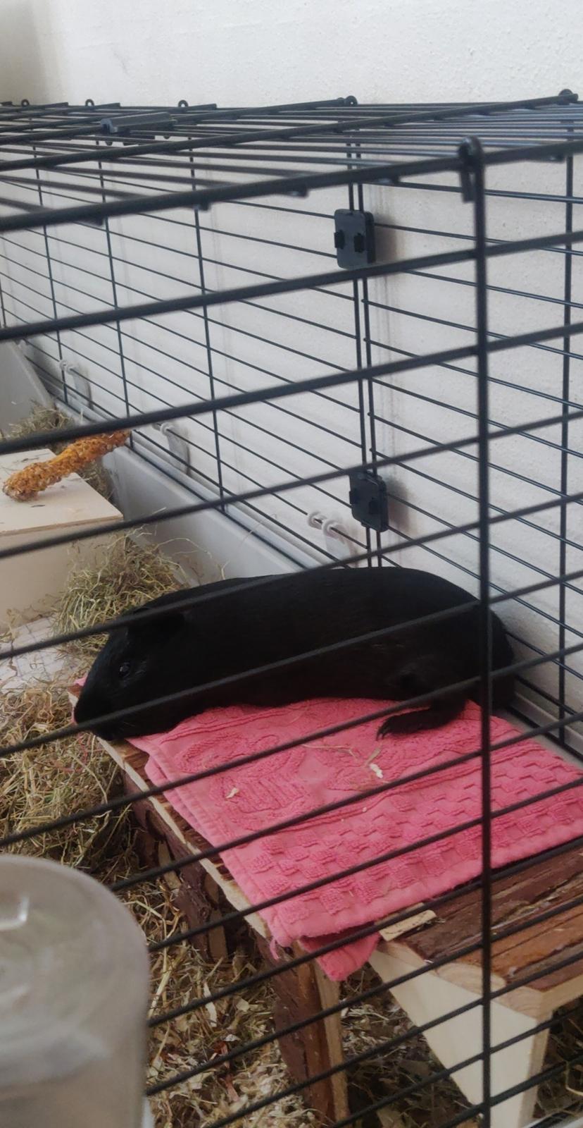 Marsvin Hannibal billede 4