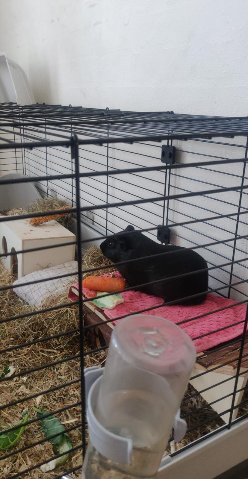 Marsvin Hannibal billede 5