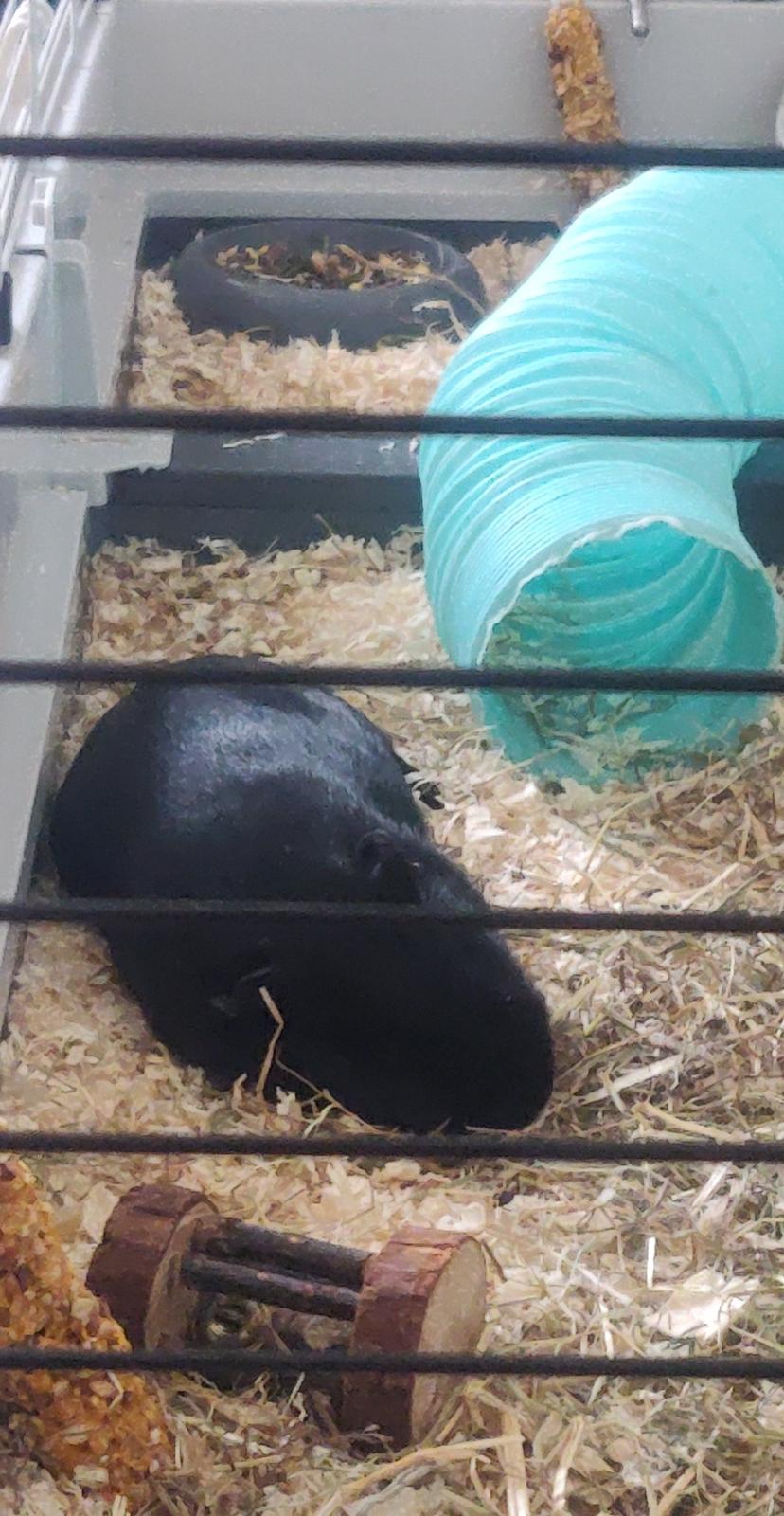 Marsvin Hannibal billede 6