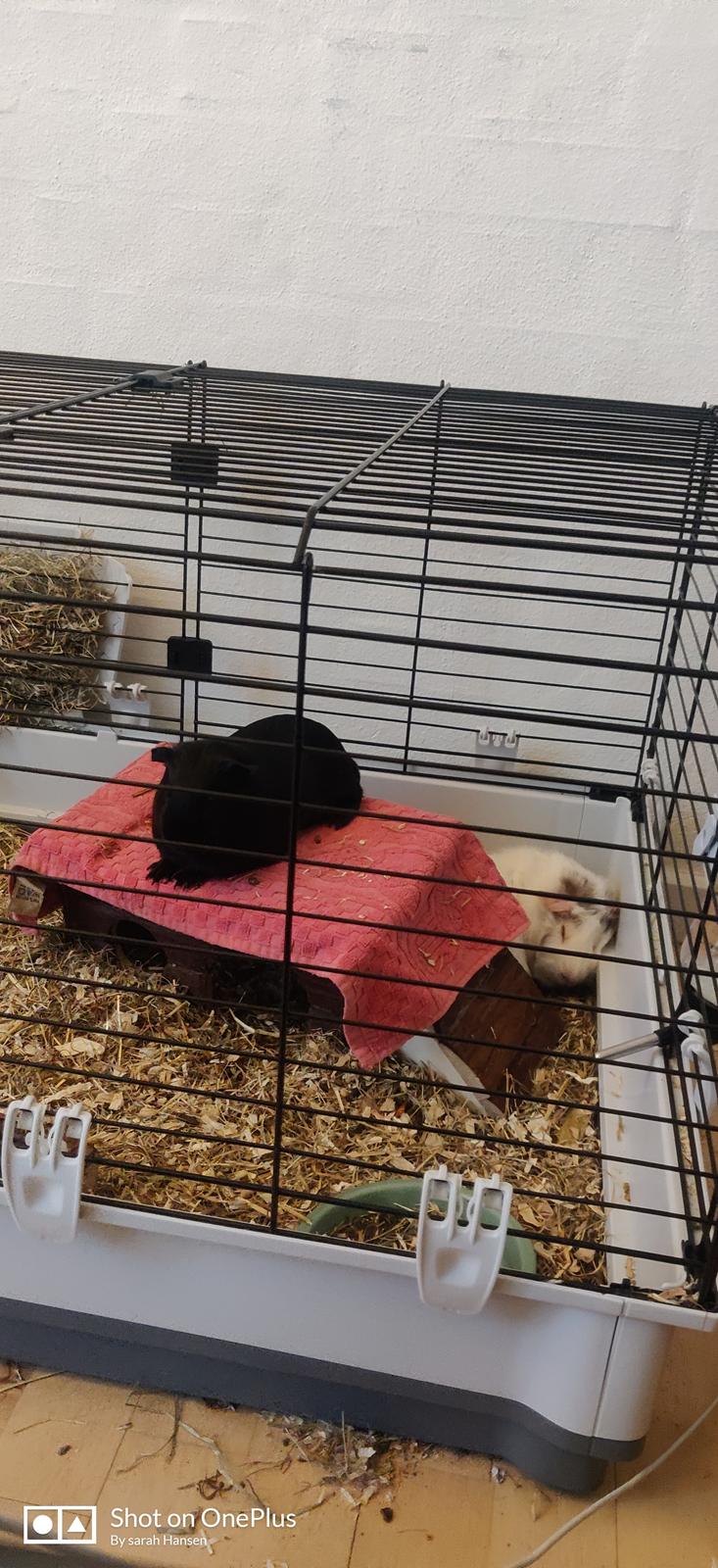 Marsvin Hannibal billede 7