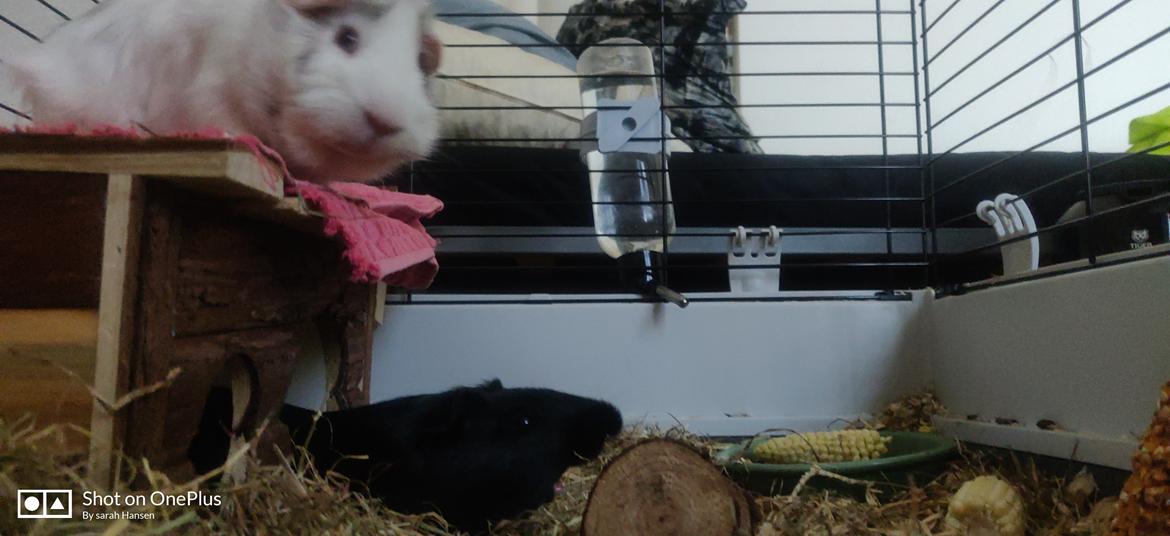 Marsvin Hannibal billede 8