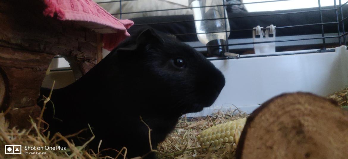 Marsvin Hannibal billede 10