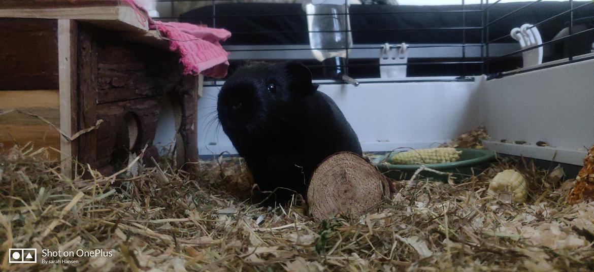 Marsvin Hannibal billede 9