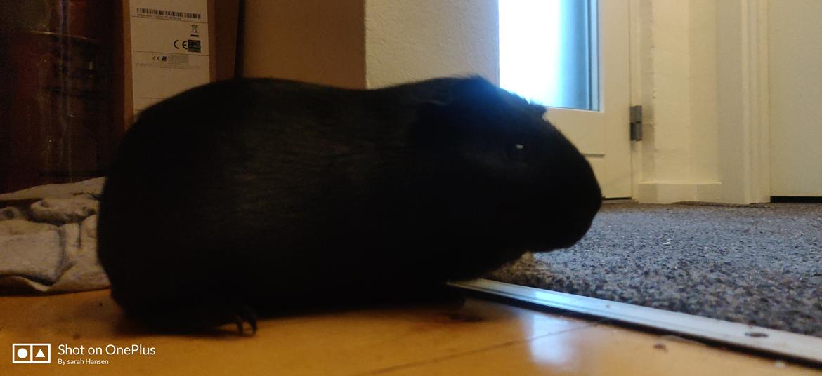 Marsvin Hannibal billede 12