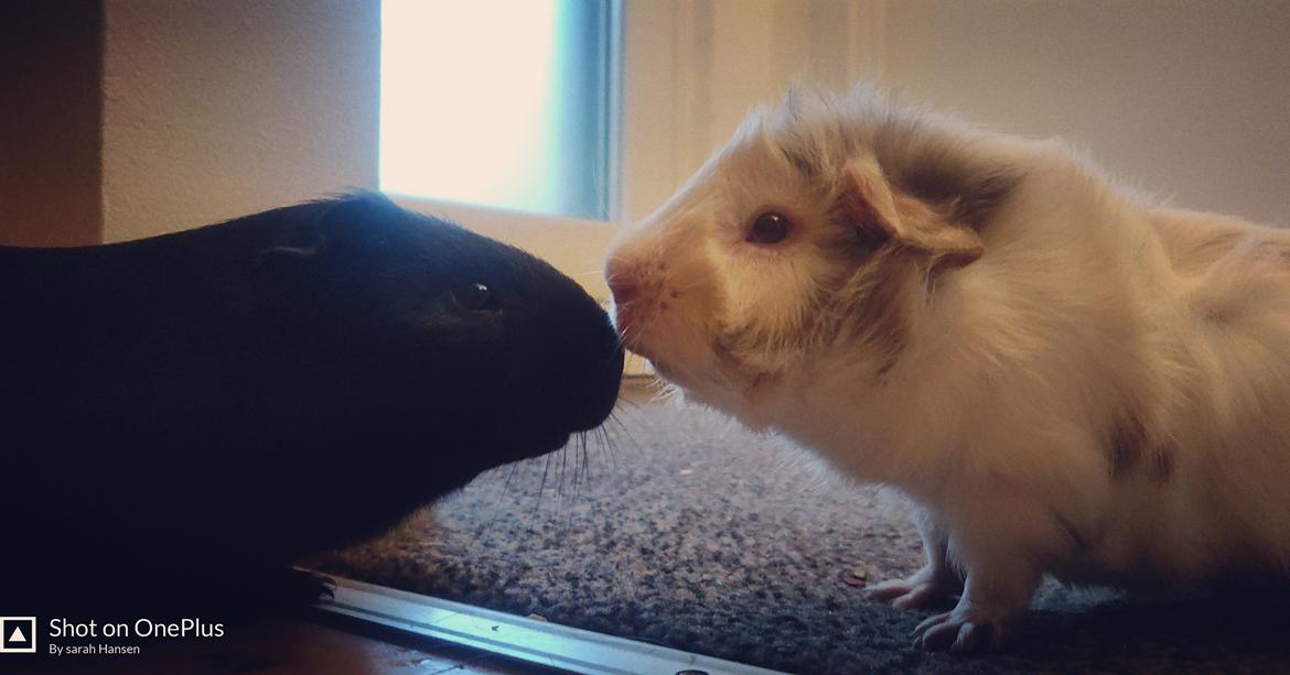 Marsvin Hannibal billede 11