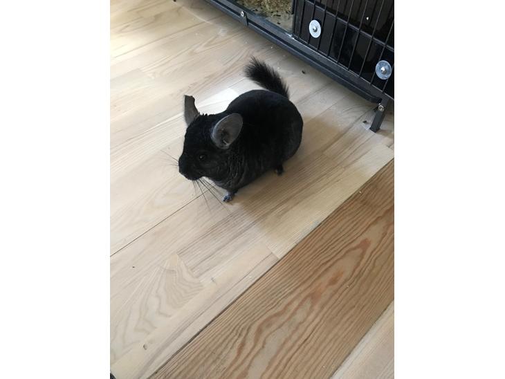 {{currentPhoto.altText}} billede {{currentPhoto.number}}