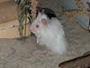 Hamster My Little Mysterious Abaddon