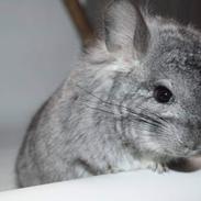 Chinchilla Hauge’s Jerico