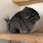 Chinchilla Hauge’s Jerico