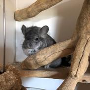 Chinchilla Hauge’s Jerico