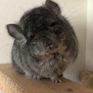 Chinchilla Hauge’s Jerico